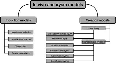 Beyond Classic Anastomoses Training Models: Overview of Aneurysm Creation in Rodent Vessel Model